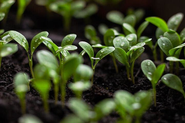 Sustainable Fulfillment Announcement