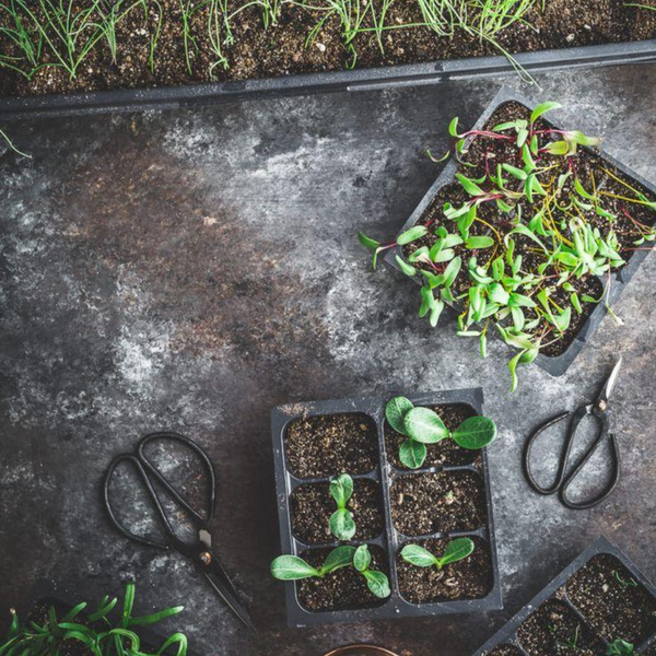 How Gardening Gives You Peace Of Mind