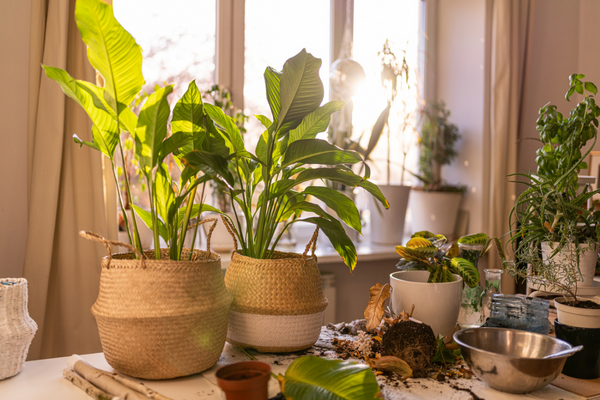 Turn Your Home into an Indoor Garden
